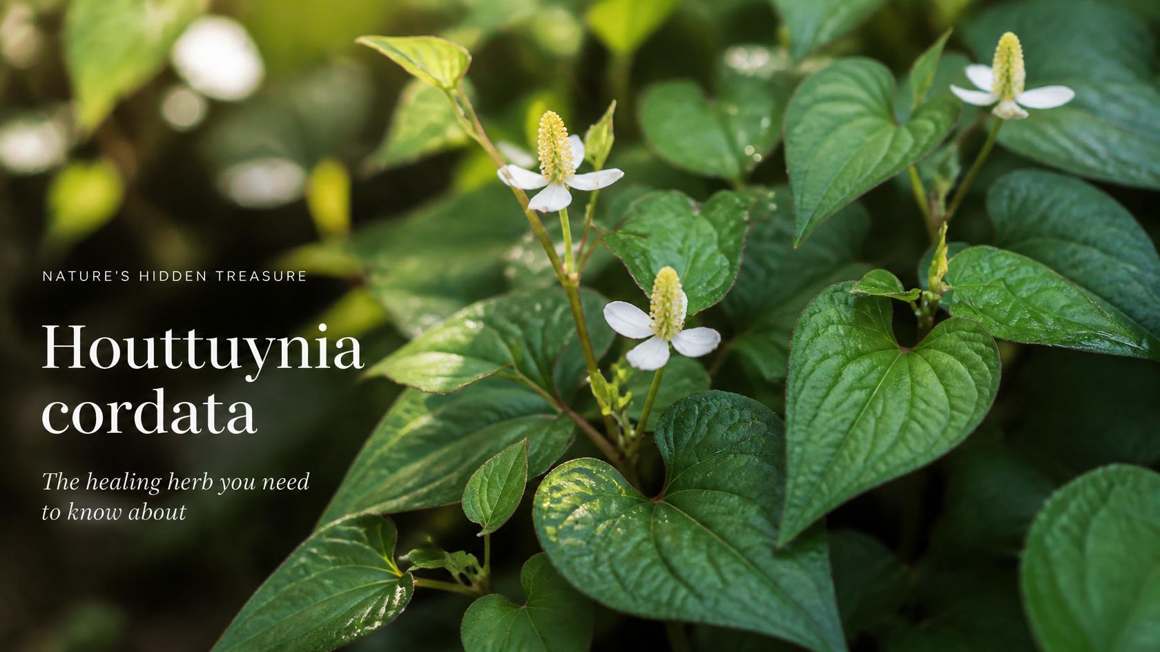 houttuynia corada hidden in plain sight