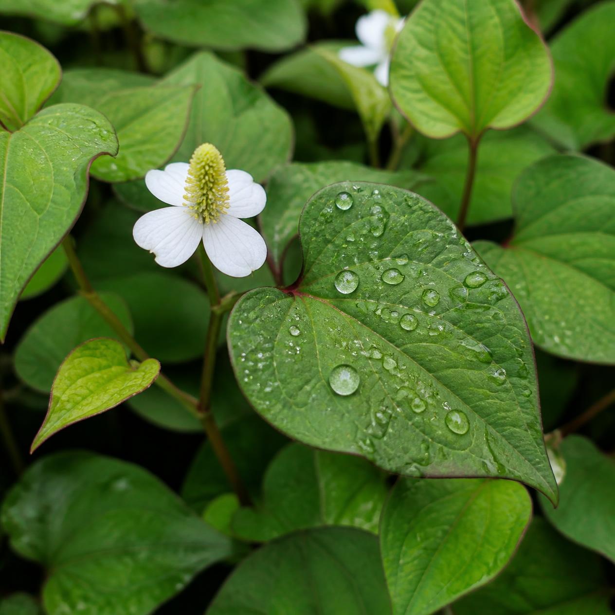 houttuynia aka plu kaow aka fish mint plant